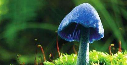 中國雙孢菇產業發展路在何方？